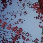 feuilles_rouges01