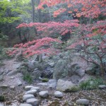 feuilles_rouges02