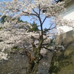 palais_sakura