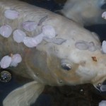 poisson_koi