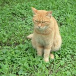 parc_hamarikyu_chat