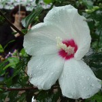 parc_hamarikyu_fleur