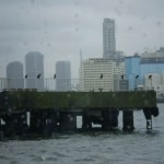 water_bus_oiseaux
