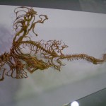 art_alien03