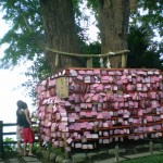 enoshima_arbre_sacre_02