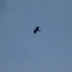rapace_01