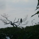 rapace_02