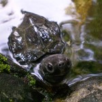 tortue_02
