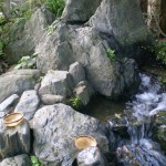tortue_cascade