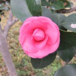 kyoto01_nijo_camelia