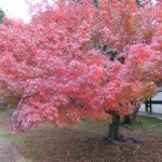 kyoto01_nijo_momiji