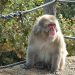 arashiyama_monkey02