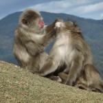 arashiyama_monkey03