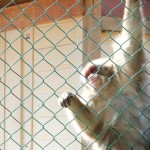 arashiyama_monkey06