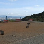 arashiyama_monkey_sommet