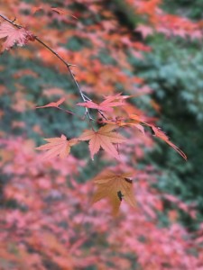 tofuku-ji_feuilles04