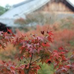 tofuku-ji_feuilles_et_temple02