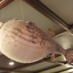 evjfcat_08_resto_deco05