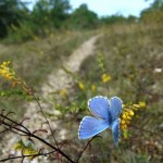 papillon_bleu