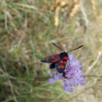 zygene_de_la_filipendule