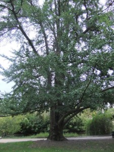 parc_montsouris_grand_arbre
