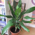 plante01