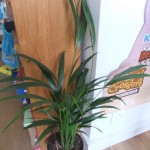 plante02