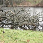 kensington_park06