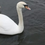 kensington_park_cygne01
