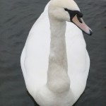 kensington_park_cygne02