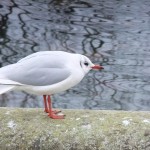 kensington_park_oiseau01