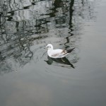 kensington_park_oiseau02