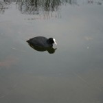 kensington_park_oiseau04