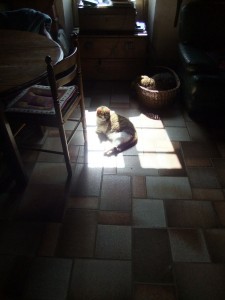 chien-et-chat1 chien-et-chat1