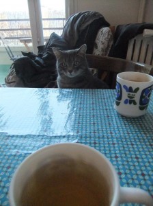 tea_time_cat