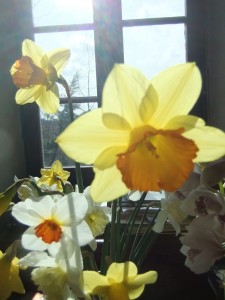 fleurs02
