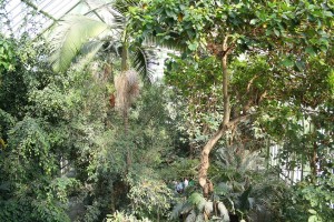 jardin_des_plantes_grandes_serres03