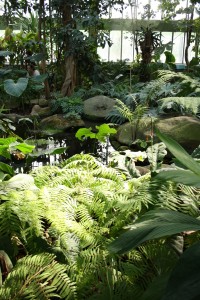 jardin_des_plantes_serre03