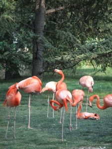 menagerie_flamant_rose01