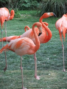 menagerie_flamant_rose02