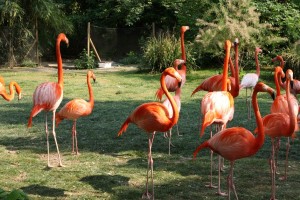 menagerie_flamant_rose03