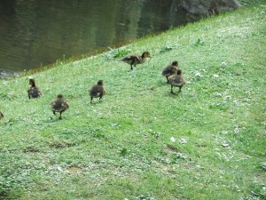 parc_montsouris_canards
