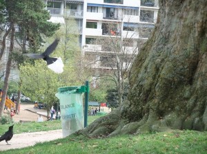 parc_montsouris_corbeaux01