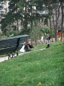 parc_montsouris_corbeaux02