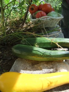 legume_jardin02