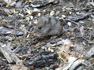 souris02